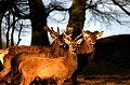En dehors de la période du brame, les cerfs se regroupent. Ici, des animaux d'âges différents: Les plus vieux perdent d'abord leurs bois . Au premier plan, le plus jeune, n'a pas encore perdu les siens. Mammifère, cerfs, forêt,  
 